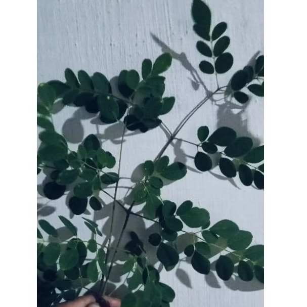 

Daun Moringo Kelor Segar Petik kirim 250g
