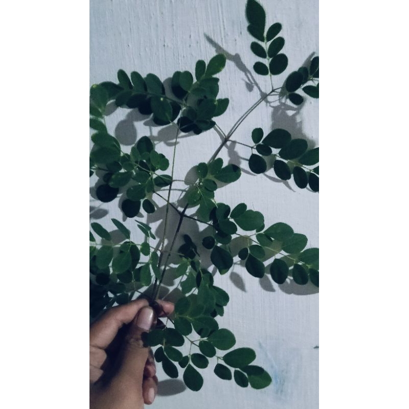 

Daun kelor Segar | Moringa Segar 500g petik langsung kirim