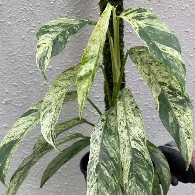 *PROMO* Rhaphidophora Megasperma Varigata/ Megasperma Varigata/ Megasperma Varigata Daun Pancing