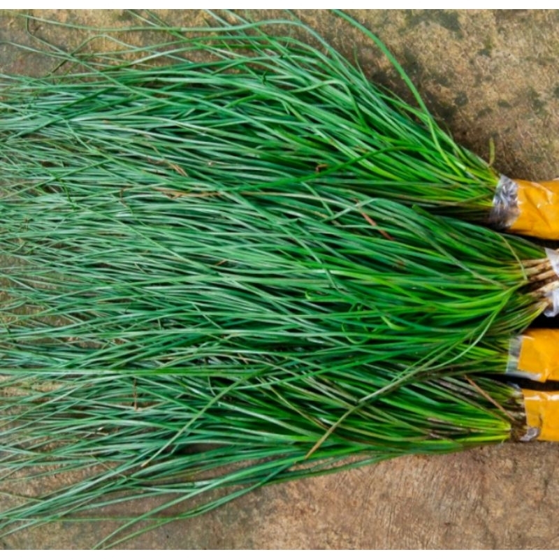 siap tanam/bibit tanaman kuncay/kucai sayur