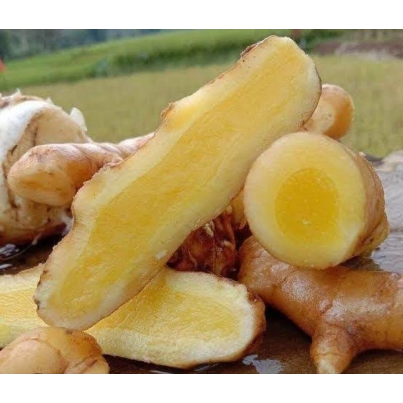 

KUNYIT MANGGA/TEMU MANGGA SEGAR 1KG PANEN SENDIRI