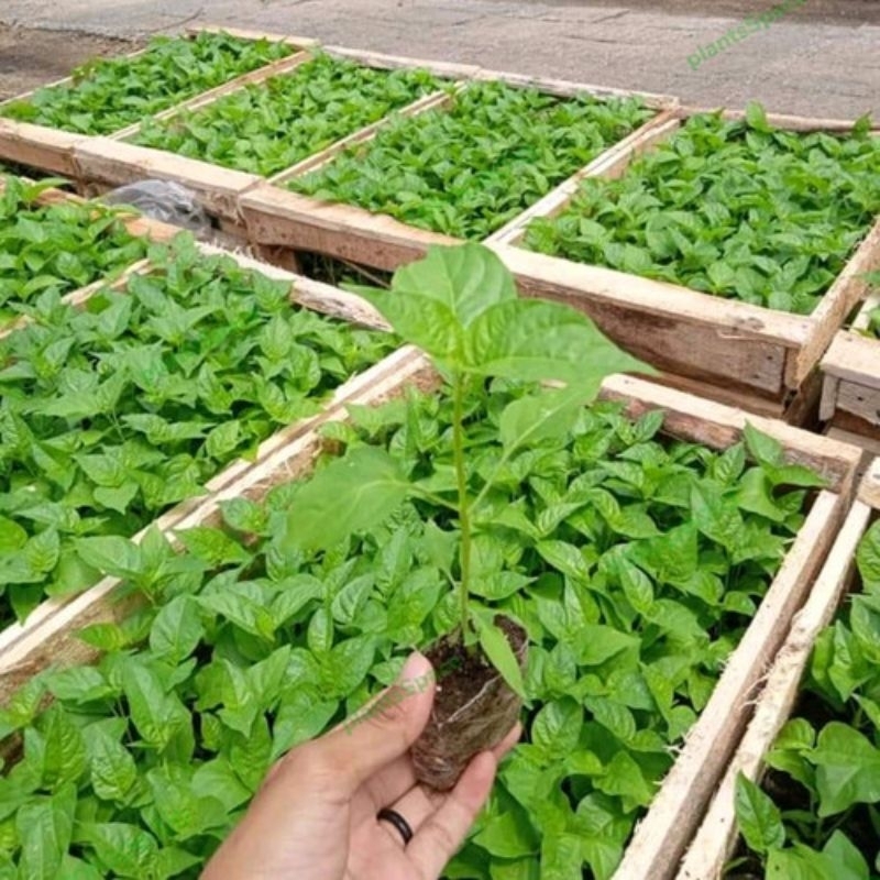 

Bibit cabai rawit setan per 20 batang
