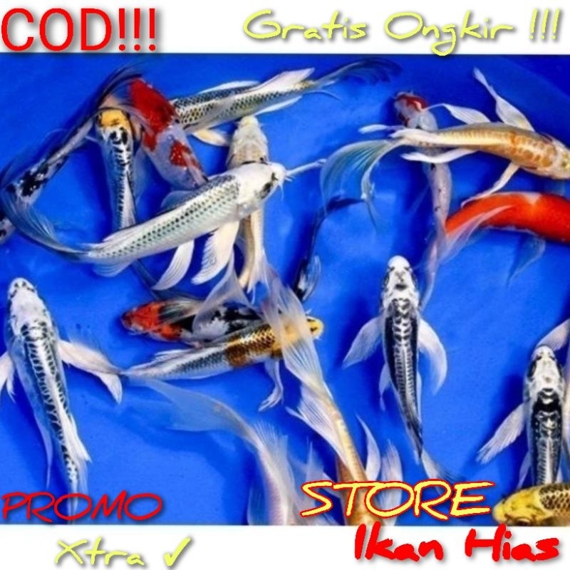 Bibit Ikan Koi Kumpay Slayer sz 5-8cm Berkualitas grade A