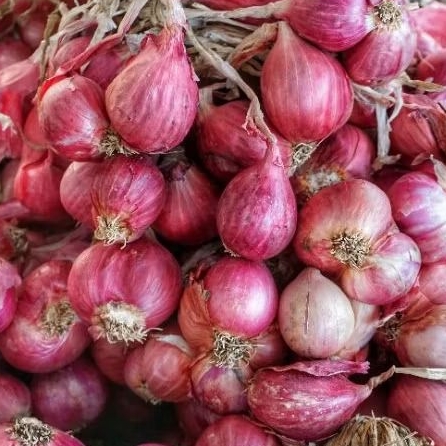 

Bawang Merah Super Asli Brebes 500gr