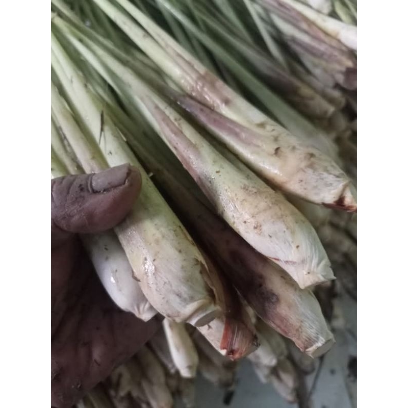 

sereh masak segar 100gram