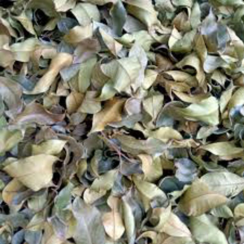 

daun gaharu kering 250gram