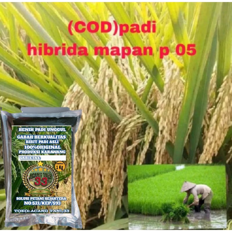 BIBIT PADI HIBRIDA MAPAN P 05 KUALITAS SUPER UNGGUL (1KG).