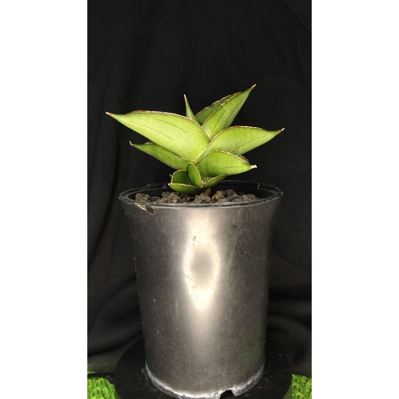 sansivera hybrid rajawali