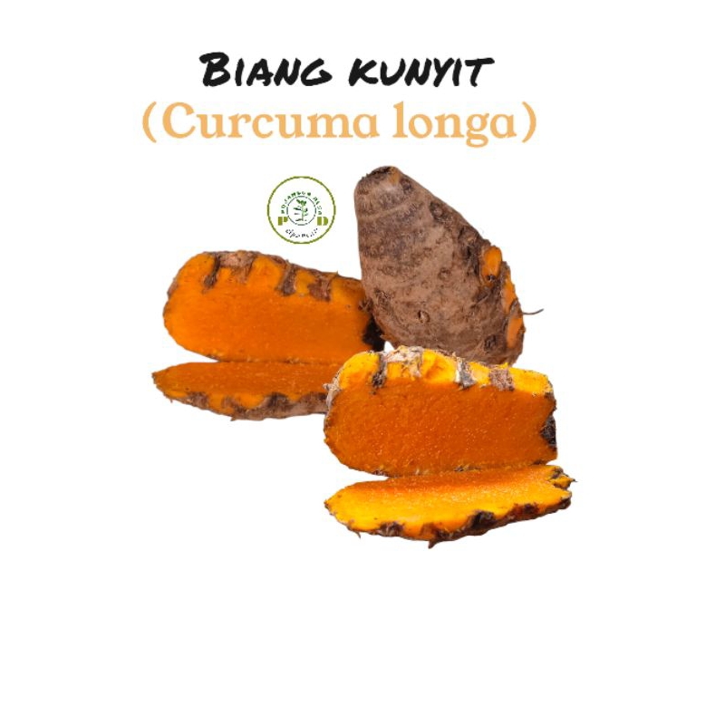 

Biang kuyit / induk kunir (curcuma longa) untuk herbal kesehatan dan pengobatn tradisional