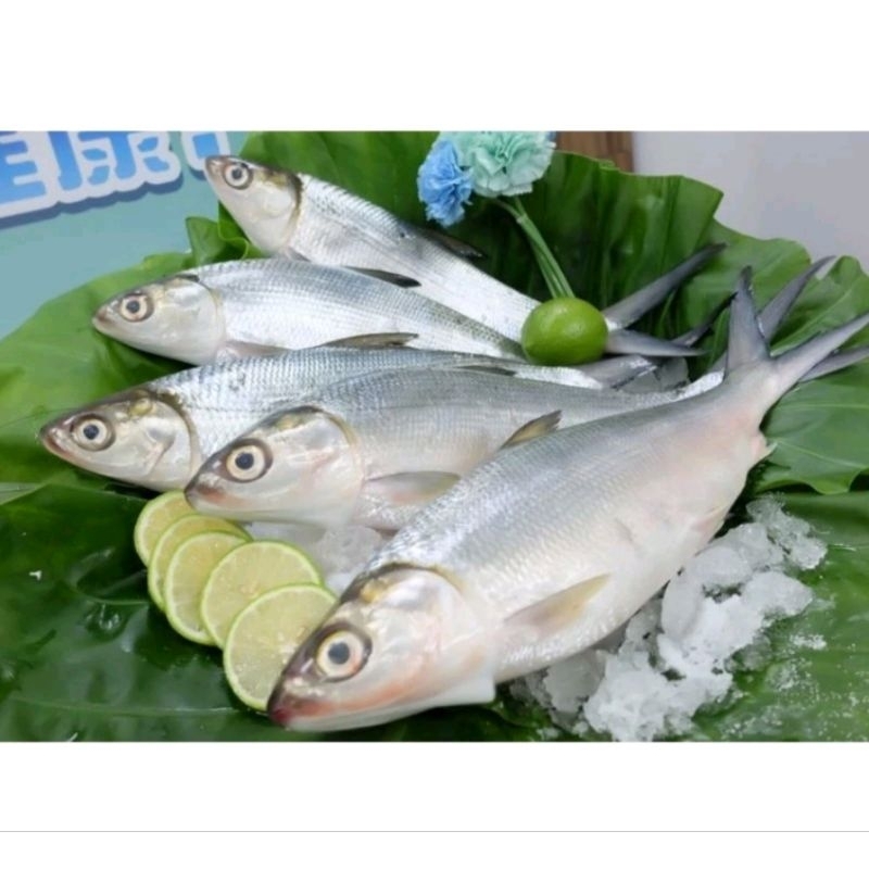 

Ikan bandeng segar 500gr..