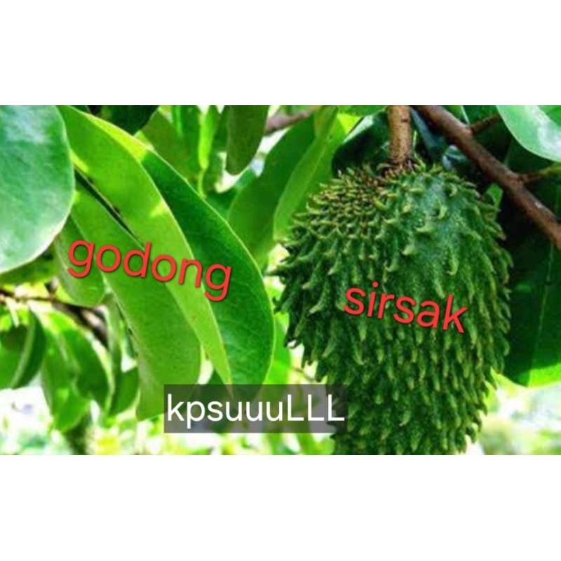 

buah sirsak dan godhong cpsl 100%