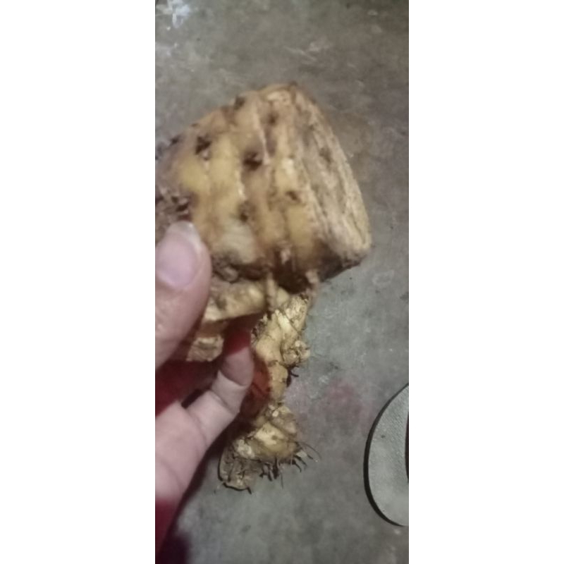 

promo bongol temu putih 1kg
