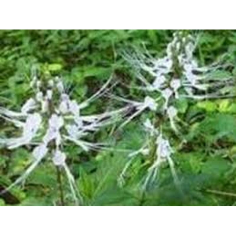 

Obat Penyakit Ginjal Daun Kumis Kucing 100g