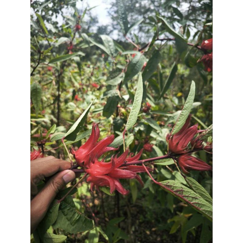 

Rosella kering lereng gunung Wilis Nganjuk 1kg