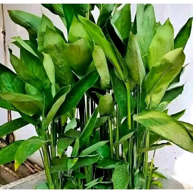 Bibit Umbi Garut | Irut