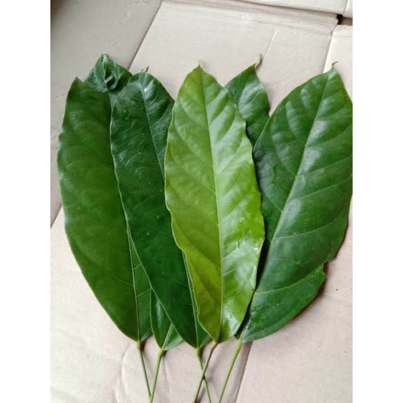 

Daun hantap segar di jual per 100gram