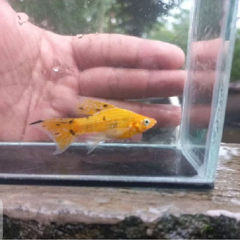 Molly veiltail / slayer