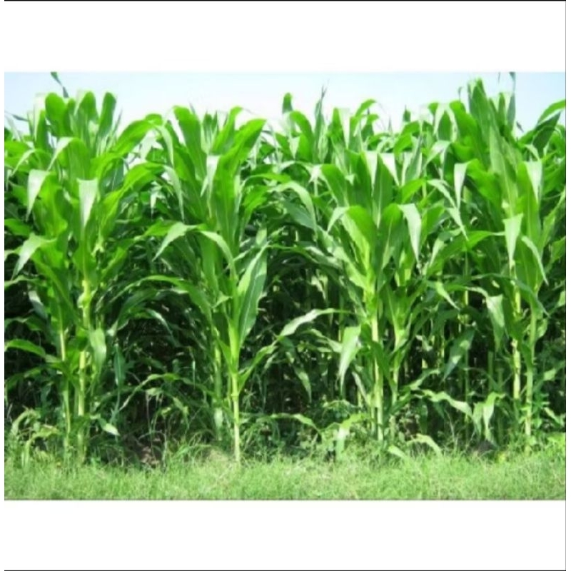 

PROMO JAGUNG HIBRIDA 1000 GRAM 27 21 18 212 SUMO PERKASA SIAP TANAM