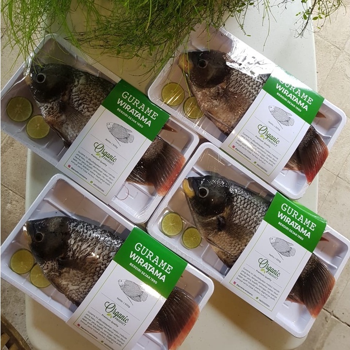 

Gurame Fresh Organik 400-500gr - Gurame Wiratama
