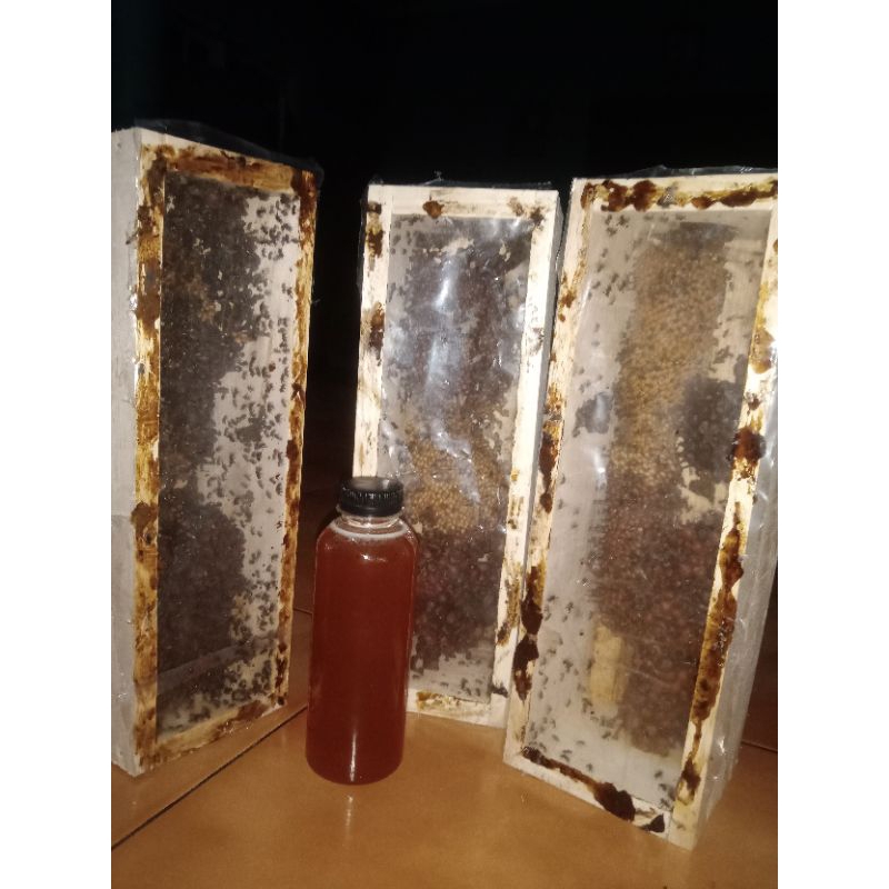 Bibit/koloni lebah klanceng(trigona levichep)