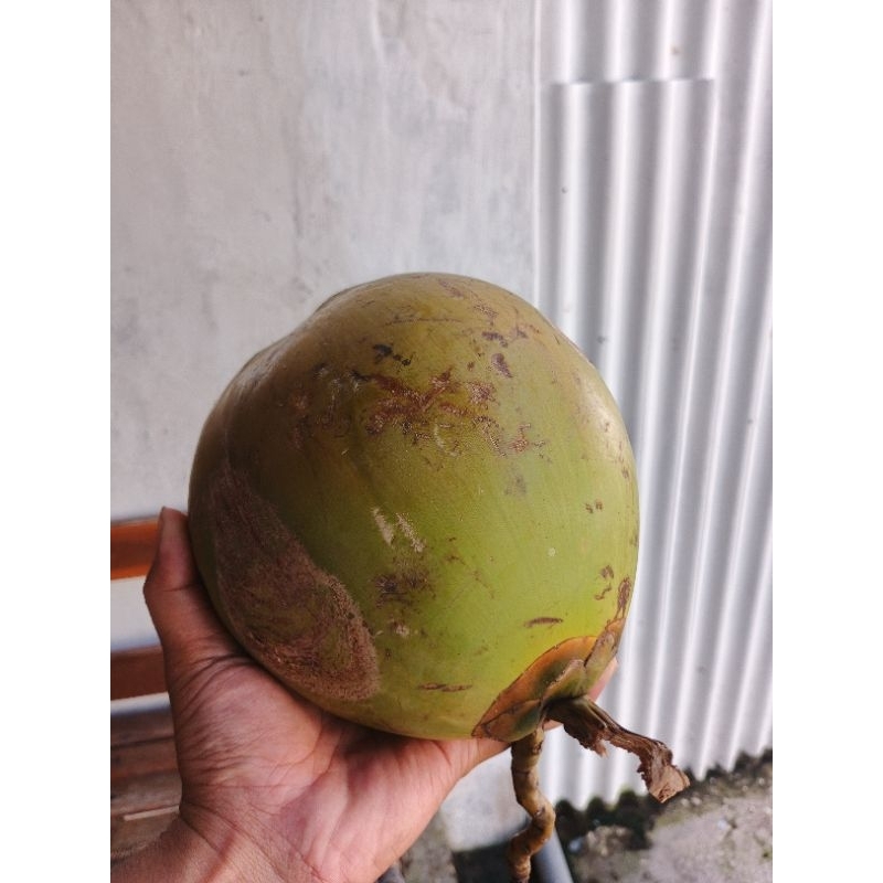 

Degan kelapa muda by Rezrayshop