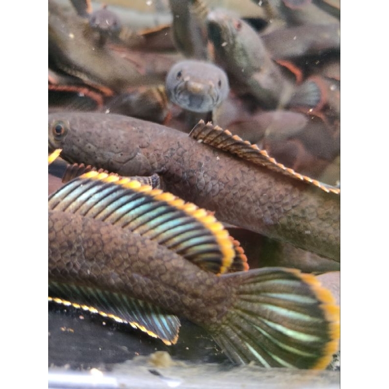 

Channa limbata rim merah premium