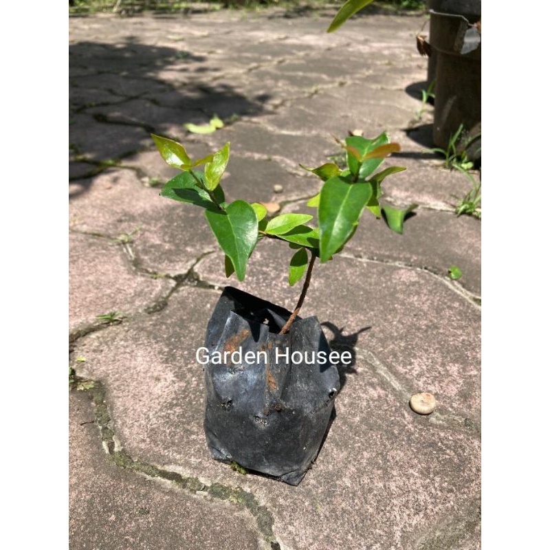 BIBIT DEWANDARU CERMAI BELANDA SUPER