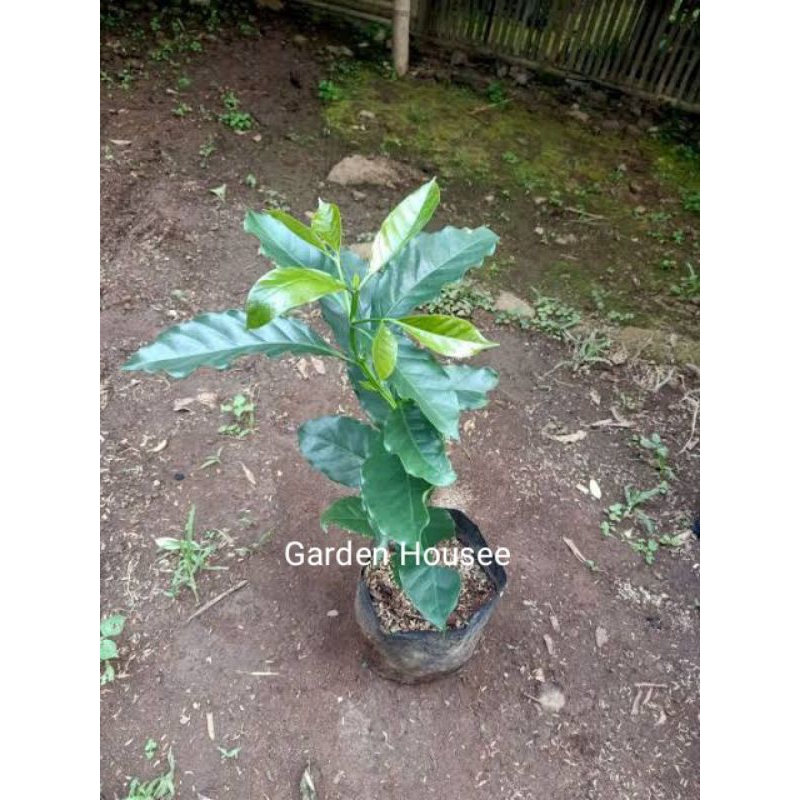 BIBIT KOPI ARABICA SUPER SORTIRAN