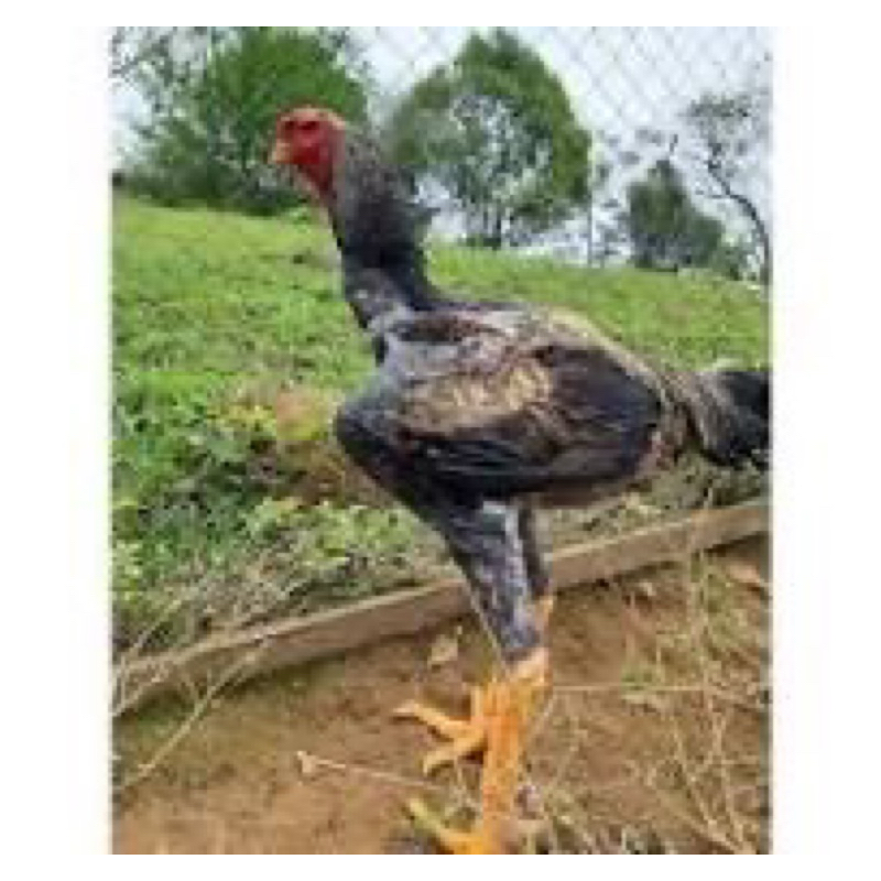 

TELUR FERTI AYAM GODZILA F1 UNTUK DITETASKAN