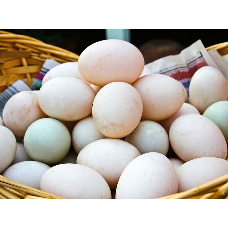 

tellur bebek mentah harga perbutir 2500