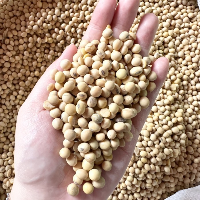 

Kacang Kedelai SUPER GRADE 1 Kg, READY STOCK !!!