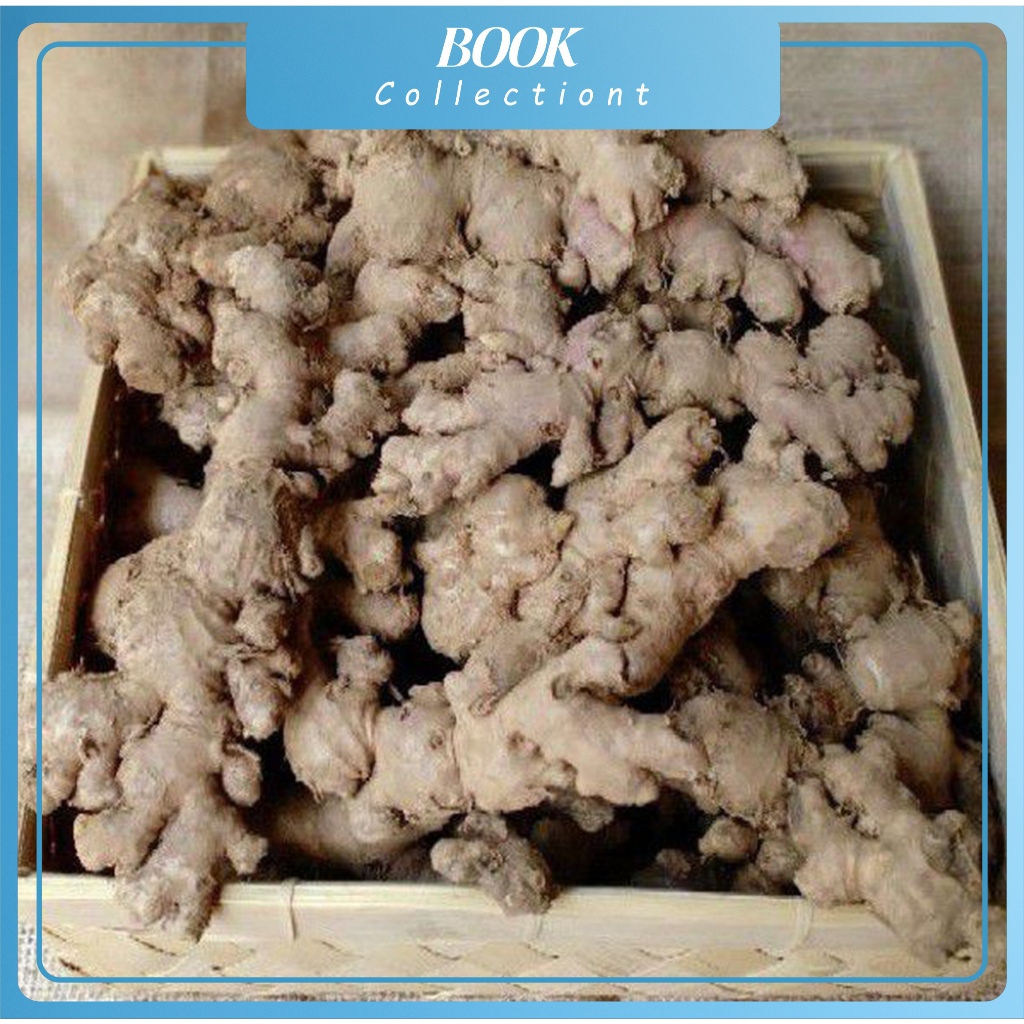

jahe emprit segar 250 gram kwalitas unggul bisa untuk bibit