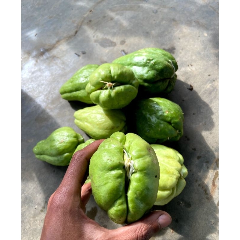 

bibit labu siam/bibit jipang