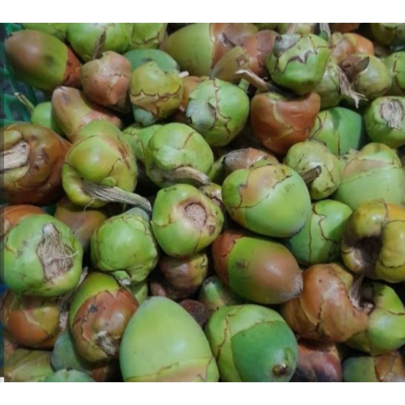 

promo beluluk obat kutil buruluk tembuluk untuk diabetes 15pcs