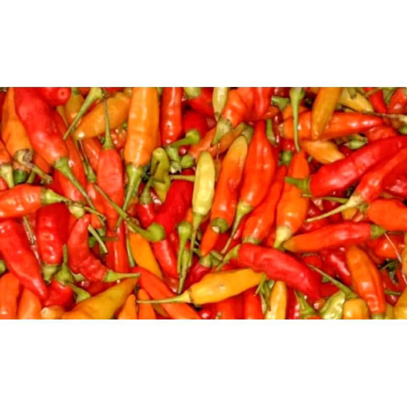 

cabe rawit merahasli Tuban frees baru petik 250 gram500 gram 1000 gr