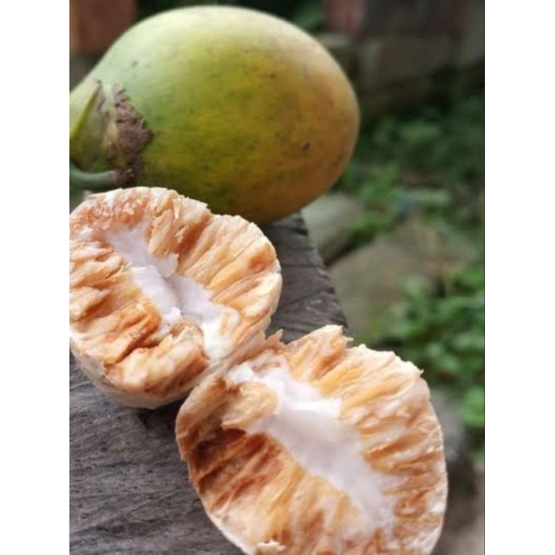 

buah pinang tua asli super 500g