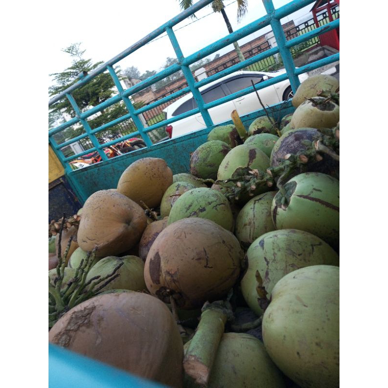 

Kelapa muda Asli fresh 10 butir