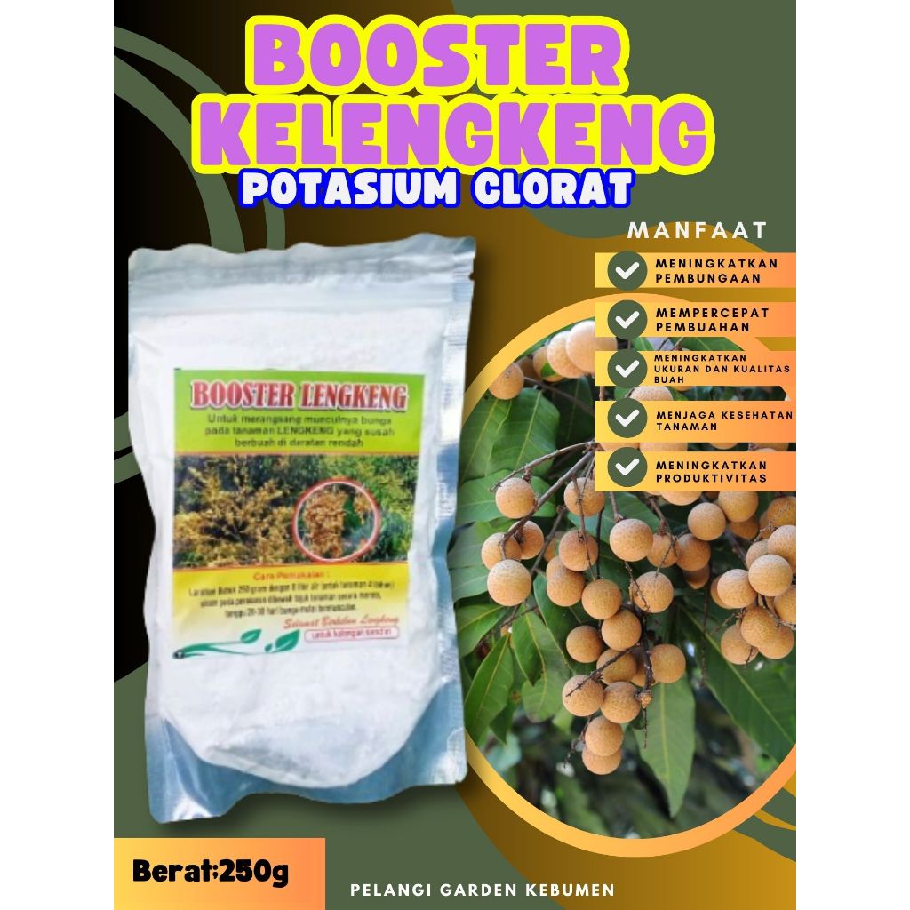 TERBAIK  Booster Buah Kelengkeng Matalada Berbuah, Booster Buah Kelengkeng Merah Cangkok Berbuah, Bo