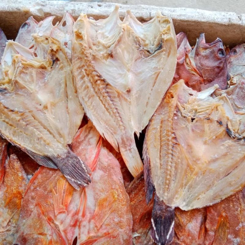 

Ikan Kering Kerapu Sunu Asin 500 Gram Asli Kepulauan Selayar