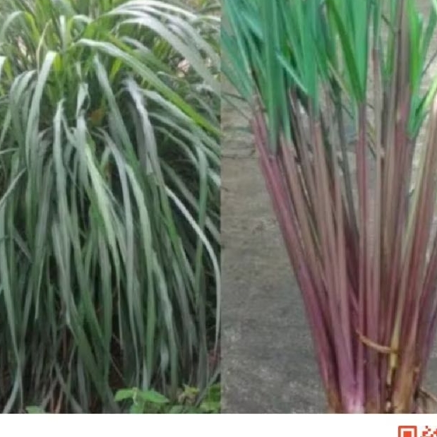 

sereh merah sereh wangi sereh lanang 500 grm