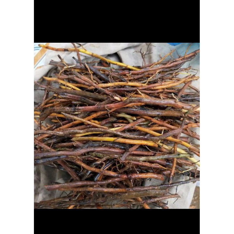 

akar pohon aren /akar Kawung dadakan 100gram