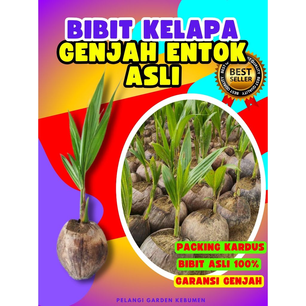 LANGSUNG PETANI.. Bibit Kelapa Bonsai, Bibit Kelapa Buah Besar, Bibit Kelapa Buah