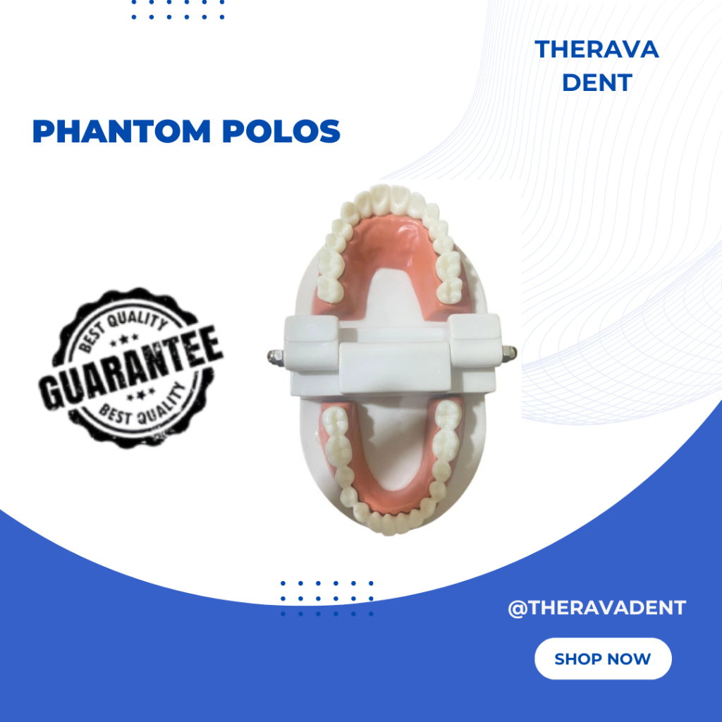 Phantom Polos / Dental Phantom Model Gigi