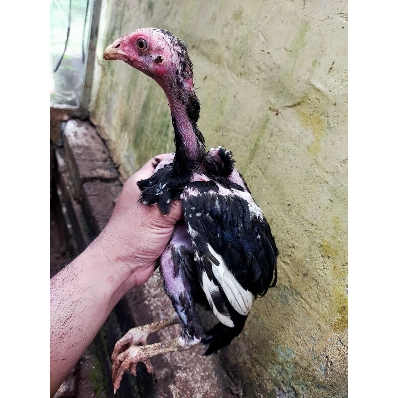 ayam kampung muda