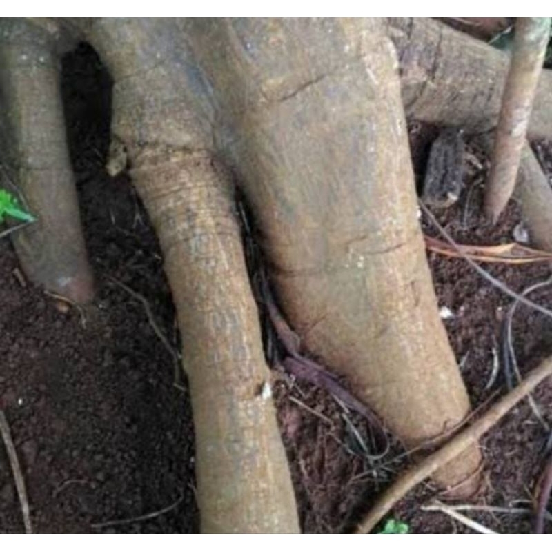 

Kulit pohon sukun segar organik 500 gram