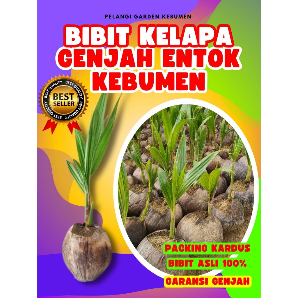 CEPAT PANEN..! Bibit Kelapa Halus, Bibit Kelapa Hijau Hibrida Pendek, Bibit Kelapa Hibrida Hijau Pen