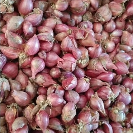 

Bawang Merah Tajuk 1Kg Ukuran Campur