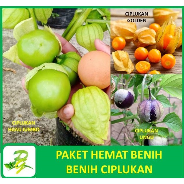 Paket Benih Ciplukan-Ciplukan Jumbo Cisineros-Ciplukan Ungu Jumbo-Ciplukan Golden Berry