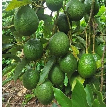 entres alpukat TA21 - batang segar alpukat Ta 21 - cutting alpukat TA 21