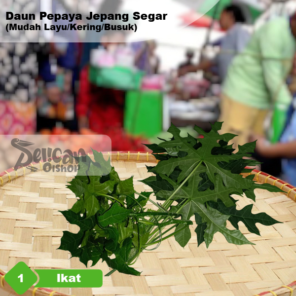 

Daun Pepaya Jepang 1 Ikat Masakan Ecoprint ±50 Gram
